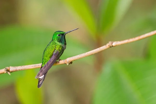 Rufous Vened Whitetip Urosticte Ruficrissa Beautiful Green Shining Hummingbird Andean — стоковое фото