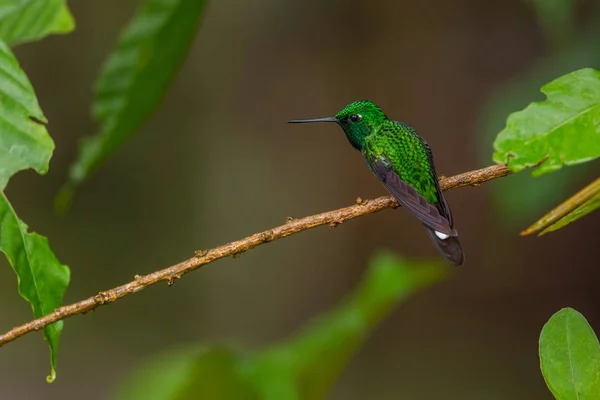 Rufous Vened Whitetip Urosticte Ruficrissa Beautiful Green Shining Hummingbird Andean — стоковое фото