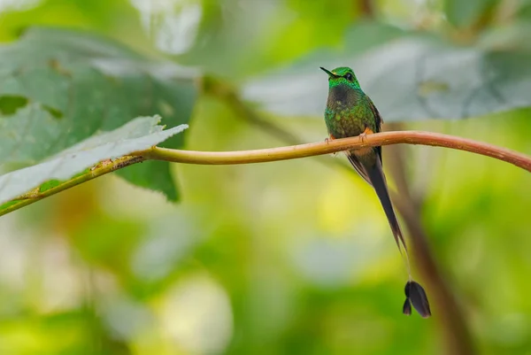 Booted Racquet Tail Ocreatus Underwoodii Beautiful Long Tailed Special Hummingbird — Stockfoto