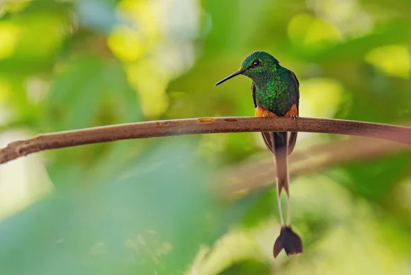 Racquet Queue Botté Ocreatus Underwoodii Beau Colibri Spécial Longue Queue — Photo