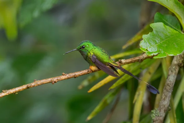 Booted Racquet Tail Ocreatus Underwoodii Piękny Koliber Długoogonowy Andyjskich Stokach — Zdjęcie stockowe