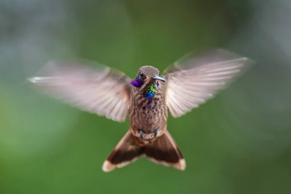 Brown Violet-ear - Colibri delphinae, beautiful brown humming bird with violet ears from Andean slopes of South America, Wild Sumaco, Ecuador.