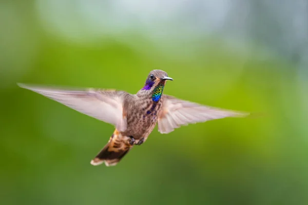 Brown Violet-ear - Colibri delphinae, beautiful brown humming bird with violet ears from Andean slopes of South America, Wild Sumaco, Ecuador.