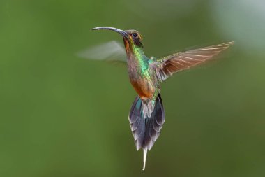 Yeşil Münzevi - Phaethornis denen adam, Güney Amerika 'nın And yamaçlarından, Wild Sumaco, Ekvador' dan büyük, güzel, utangaç bir sinekkuşu.