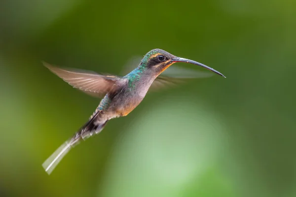 Green Hermit Phaethornis Guy Large Beautiful Shy Humingbird Andean Slopes — стоковое фото