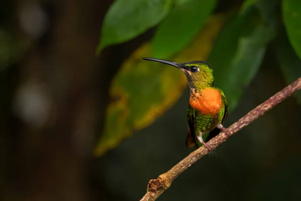 Gould Jewel Front Heliodoxa Aurescens Beautiful Rare Colored Hummingbird Andean — Stock Photo, Image