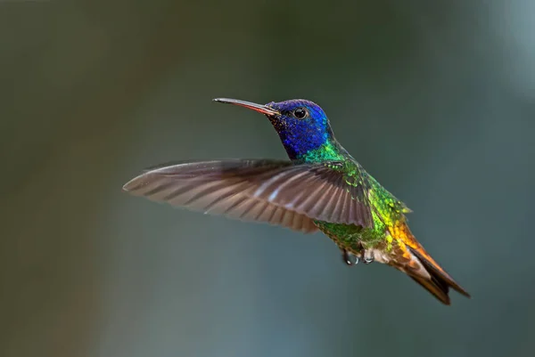 Aranyfarkú Zafír Chrysuronia Oenone Gyönyörű Színes Kolibri Andok Lejtőin Dél — Stock Fotó