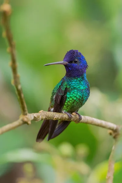 Zafiro Cola Dorada Chrysuronia Enone Hermoso Colibrí Color Las Laderas —  Fotos de Stock