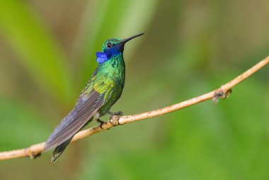 Işıl ışıl Violet-ear - Colibri coruscans, Güney Amerika 'nın And yamaçlarından mavi kulaklı güzel yeşil sinekkuşu, Wild Sumaco, Ekvador.