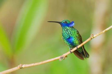 Işıl ışıl Violet-ear - Colibri coruscans, Güney Amerika 'nın And yamaçlarından mavi kulaklı güzel yeşil sinekkuşu, Wild Sumaco, Ekvador.