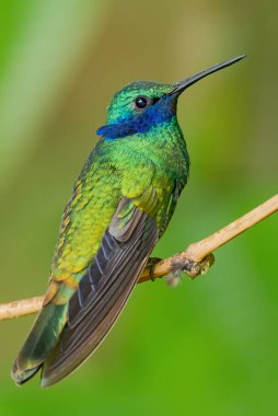 Işıl ışıl Violet-ear - Colibri coruscans, Güney Amerika 'nın And yamaçlarından mavi kulaklı güzel yeşil sinekkuşu, Wild Sumaco, Ekvador.