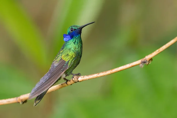 Sparkling Violet Ear Colibri Coruscans Piękny Zielony Koliber Niebieskimi Uszami — Zdjęcie stockowe