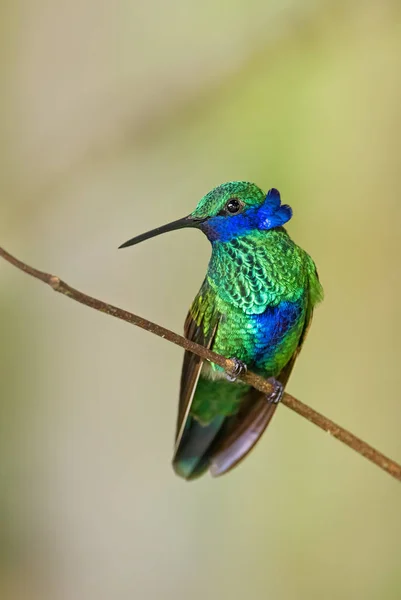 Brillante Oreja Violeta Colibri Coruscos Hermoso Colibrí Verde Con Orejas — Foto de Stock