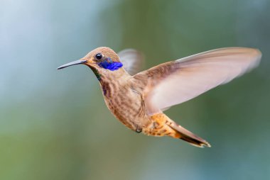 Kahverengi Violet-ear - Colibri delphinae, Güney Amerika 'nın And yamaçlarından menekşe kulaklı güzel kahverengi kuş, Wild Sumaco, Ekvador.