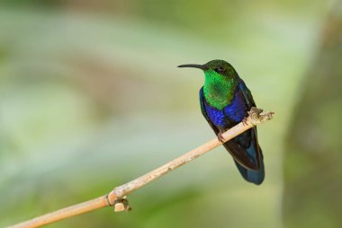 Çatal kuyruklu Woodnymph - Thalurania furcata, Güney Amerika 'nın Andean yamaçlarından güzel boynu parlayan sinekkuşu, Vahşi Sumaco, Ekvador.
