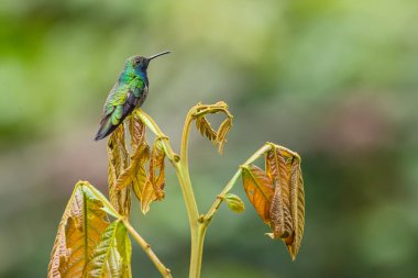 Siyah boğazlı Mango - Anthracothorax nigricollis, Güney Amerika 'nın And Dağları' ndan nadir bulunan utangaç sinekkuşu, Vahşi Sumaco, Ekvador.