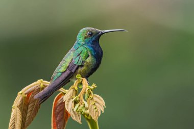 Siyah boğazlı Mango - Anthracothorax nigricollis, Güney Amerika 'nın And Dağları' ndan nadir bulunan utangaç sinekkuşu, Vahşi Sumaco, Ekvador.