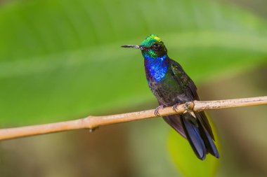 Napo Sabrewing - Campylopterus villaviscensio, beautiful colored hummingbird from Andean slopes of South America, Guango Lodge, Ecuador. clipart