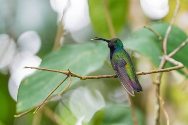 Siyah boğazlı Mango - Anthracothorax nigricollis, Güney Amerika 'nın And Dağları' ndan nadir bulunan utangaç sinekkuşu, Vahşi Sumaco, Ekvador.
