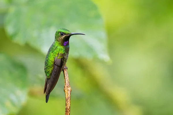 Garganta Negra Brilhante Heliodoxa Schreibersii Belo Beija Flor Brilhante Raro — Fotografia de Stock