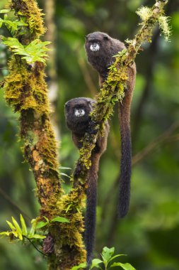 Graells 'in siyah mantolu Tamarin Saguinus nigricollis graellsi, Güney Amerika' nın And yamaçlarından beyaz yüzlü utangaç küçük primat, Wild Sumaco, Ekvador.