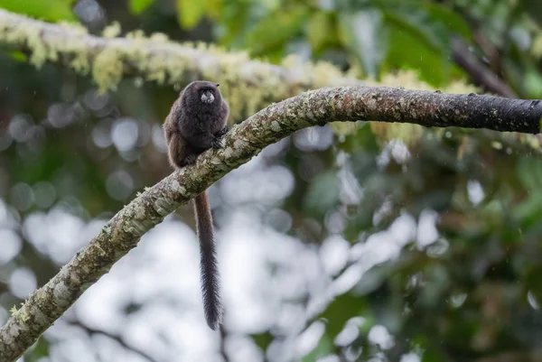 Graells Siyah Mantolu Tamarin Saguinus Nigricollis Graellsi Güney Amerika Nın — Stok fotoğraf