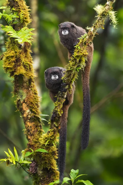 Graells Siyah Mantolu Tamarin Saguinus Nigricollis Graellsi Güney Amerika Nın — Stok fotoğraf