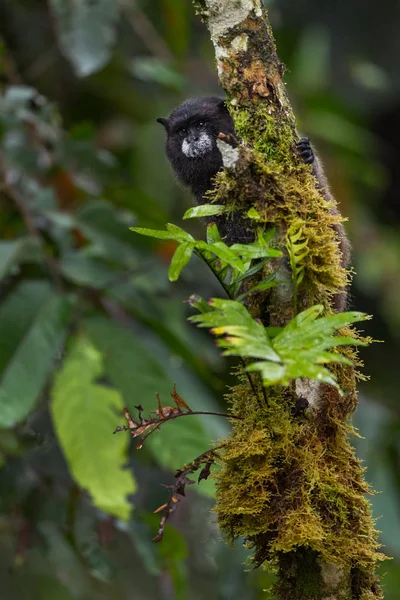 Black Mantle Tamarin Saguinus Nigricollis Graellsi Сором Язливий Маленький Примат — стокове фото