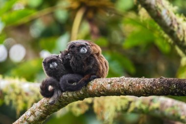 Graells 'in siyah mantolu Tamarin Saguinus nigricollis graellsi, Güney Amerika' nın And yamaçlarından beyaz yüzlü utangaç küçük primat, Wild Sumaco, Ekvador.