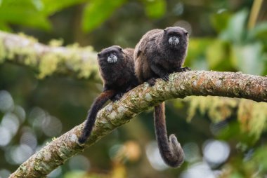 Graells 'in siyah mantolu Tamarin Saguinus nigricollis graellsi, Güney Amerika' nın And yamaçlarından beyaz yüzlü utangaç küçük primat, Wild Sumaco, Ekvador.