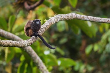 Graells 'in siyah mantolu Tamarin Saguinus nigricollis graellsi, Güney Amerika' nın And yamaçlarından beyaz yüzlü utangaç küçük primat, Wild Sumaco, Ekvador.