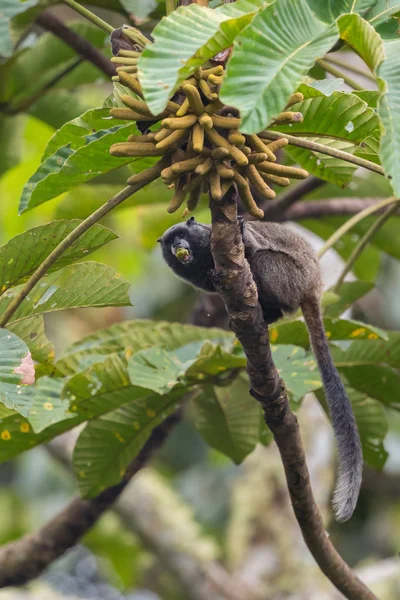 Tamarin Saguinus Nigricollis Graellsi Pequeno Primata Tímido Com Rosto Branco — Fotografia de Stock