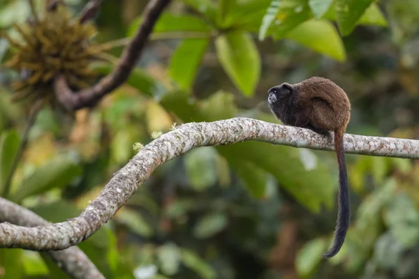Graells Black Mantle Tamarin Saguinus Nigricollis Graellsi Tímido Pequeño Primate — Foto de Stock