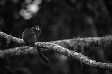 Graells 'in Kara Manto Tamarin' i Saguinus nigricollis graellsi, Güney Amerika 'nın And yamaçlarından beyaz yüzlü utangaç küçük primat, Wild Sumaco, Ekvador.