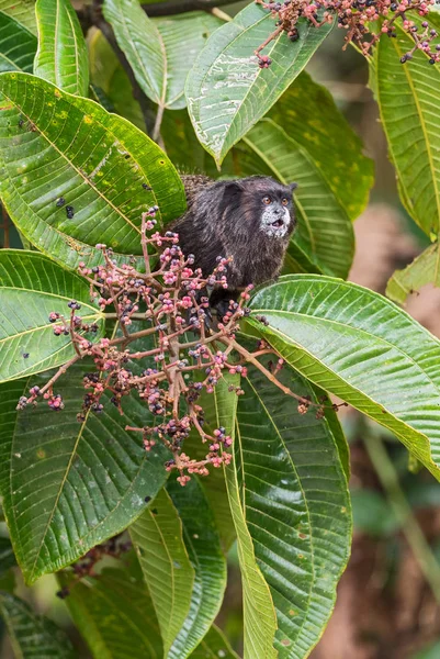 Graells Kara Manto Tamarin Saguinus Nigricollis Graellsi Güney Amerika Nın — Stok fotoğraf