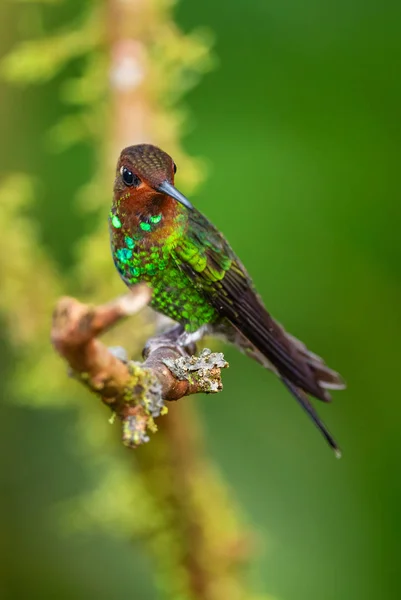 Colibri Queue Blanche Urochroa Bougueri Beau Colibri Coloré Des Versants — Photo