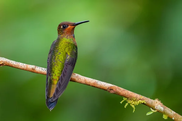 Weißschwanzhillstar Urochroa Bougueri Schön Gefärbter Kolibri Aus Den Andenhängen Südamerikas — Stockfoto