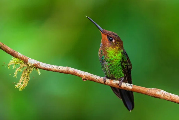 Witstaart Hillstar Urochroa Bougueri Prachtige Gekleurde Kolibrie Van Andes Hellingen — Stockfoto