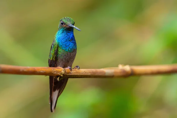 부귀에 남아메리카 안데스 산비탈에서 발견되는 아름다운 색깔의 에콰도르홀린 — 스톡 사진