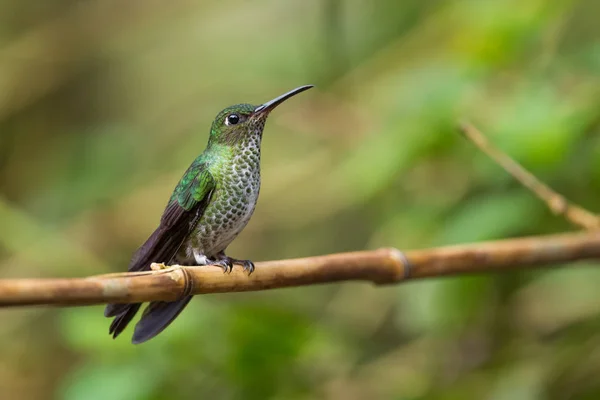 Beija Flor Muitos Pontos Leucippus Hypostictus Beija Flor Manchado Verde — Fotografia de Stock