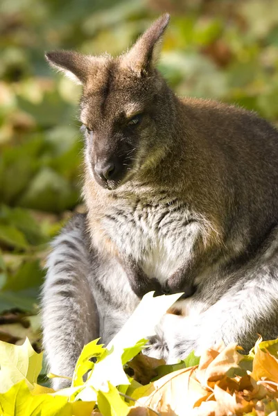 Wallaby Macropus Rufogriseus Popularny Ssak Australijskich Krzewów Sawann — Zdjęcie stockowe