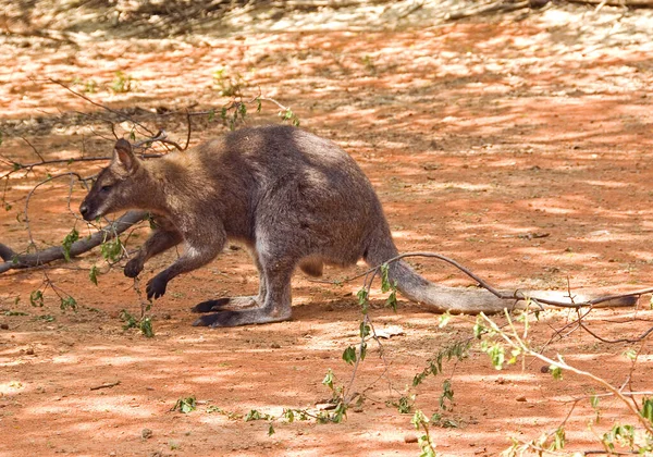 Wallaby Cuello Rojo Macropus Rufogriseus Mamífero Popular Los Arbustos Sabanas — Foto de Stock