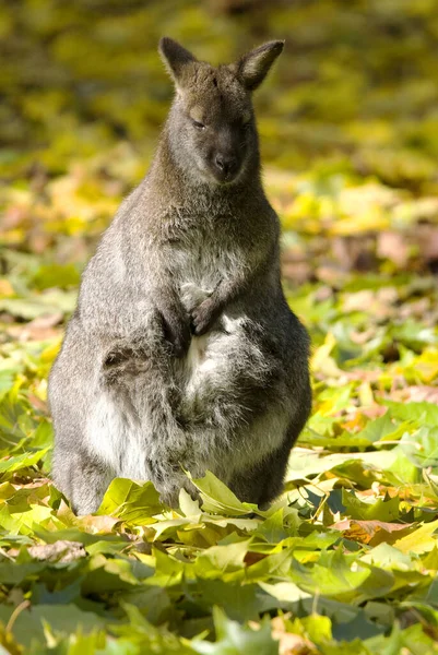 Wallaby Macropus Rufogriseus Popularny Ssak Australijskich Krzewów Sawann — Zdjęcie stockowe