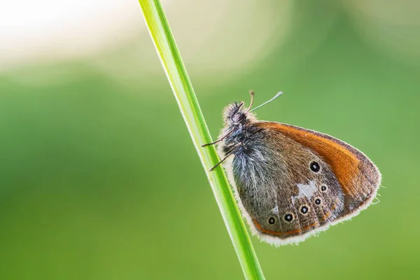 Chestnut Heath Coenonympha Glycerion 欧洲草地上隐藏的小蝴蝶 捷克共和国 Zlin — 图库照片