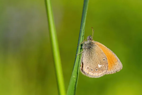 Chestnut Heath Coenonympha Glycerion Μικρή Κρυμμένη Πεταλούδα Από Τους Ευρωπαϊκούς — Φωτογραφία Αρχείου