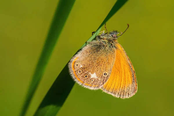 Chestnut Heath Coenonympha Glycerion 欧洲草地上隐藏的小蝴蝶 捷克共和国 Zlin — 图库照片