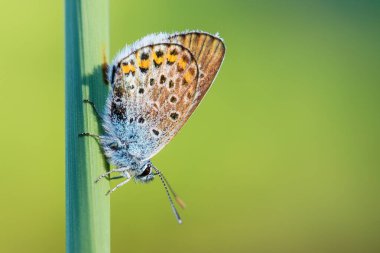 Gümüş çivili mavi kelebek - Plebejus argus, güzel renkli buttefly Avrupa çayır ve otlaklar.