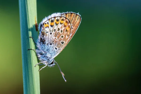 银色镶嵌的蓝色蝴蝶 Plebejus 美丽的彩色 Buttefly 从欧洲草甸和草原 — 图库照片