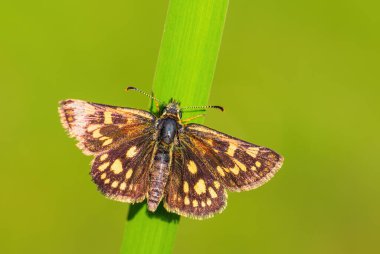 Dişli Skipper - Carterocephalus palamonu, küçük kahverengi benekli kelebek Avrupa çayırlarından, Zlin, Çek Cumhuriyeti.