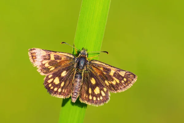 Chequered Skipper Carterocephalus Palaemon Small Brown Yellow Dotted Butterfly European — Stock Photo, Image
